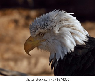 Bald eagle portrait