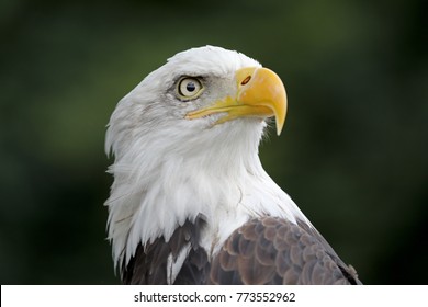 Bald Eagle Portrait