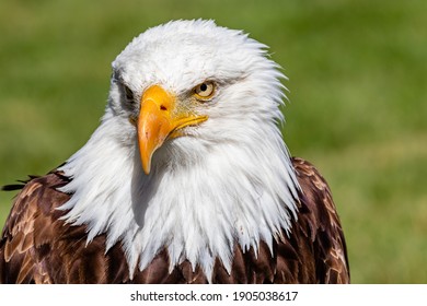 Bald Eagle in portrait. Birds of Prey Centre, Coledale, Alberta, Canada