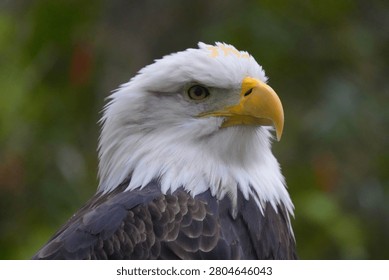 Bald eagle portrait looking sideways with intense focus against a blurred green forest background in soft daylight