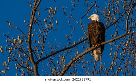Bald Eagle posing on a stump