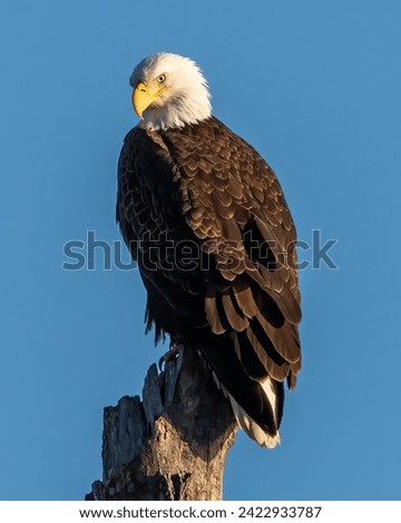 Bald Eagle posing on a stump