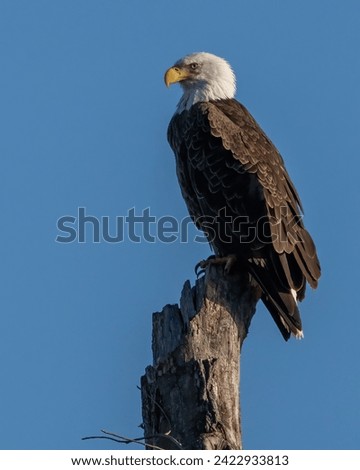 Bald Eagle posing on a stump