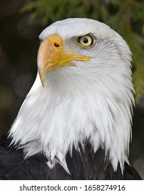 Bald Eagle Posing For Portrait 