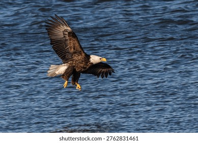 Bald eagle preparing to land over a lake.