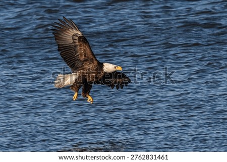Bald eagle preparing to land over a lake.