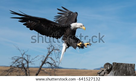 A bald eagle is preparing to land with its talons extended.