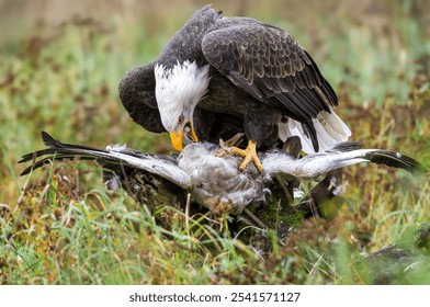 A bald eagle with prey, showcasing the raw beauty of wildlife in a natural setting.