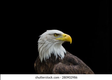 Bald eagle in profile isolated on black background ready for caption