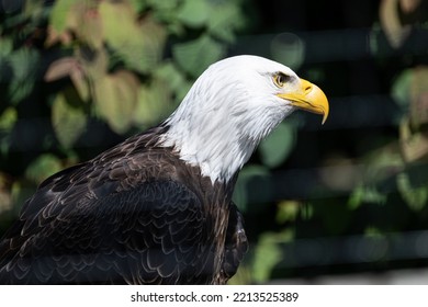 Bald Eagle Profile And Razor Sharp Beak
