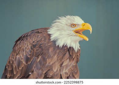 Bald eagle, Pygargue à tête blanche. Oiseau - Shutterstock ID 2252398875