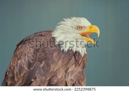 Bald eagle, Pygargue à tête blanche. Oiseau