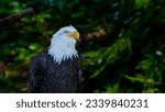 Bald eagle at the Raptor Centre in Sitka Alaska USA