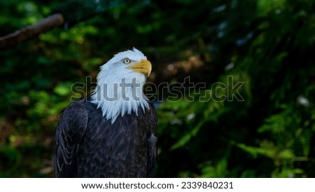 Bald eagle at the Raptor Centre in Sitka Alaska USA