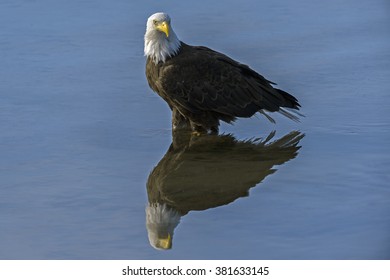 Bald eagle with reflection in the water; Liquid mirror