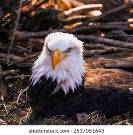 Bald Eagle resting in a nest