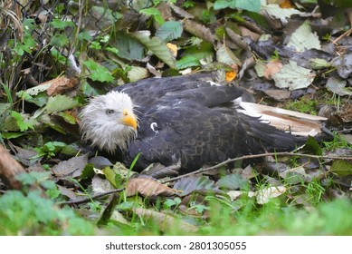 Bald eagle resting on the damp forest floor among wet autumn leaves and green grass in a natural woodland sanctuary