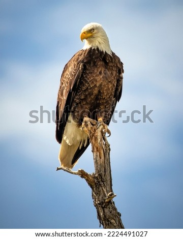 A bald eagle resting on a dead tree stump