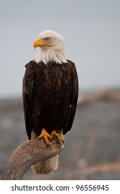 Bald Eagle Resting On A Perch