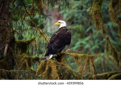 A Bald Eagle Rests In The Old Growth Forest Of Southeast Alaska.
