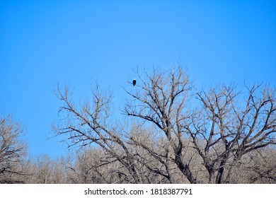 Bald Eagle, Rocky Mountain Arsenal, Colorado