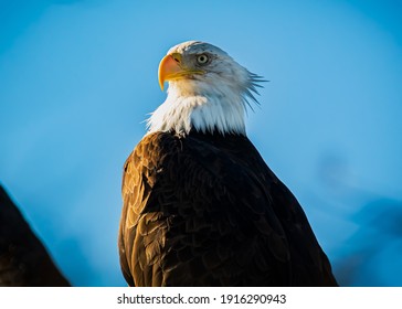 A bald Eagle roosting in a tree