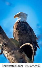 A bald Eagle roosting in a tree