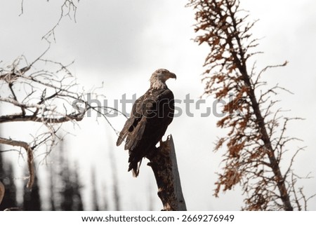 Bald Eagle scouting over State Forest State Park Colorado.