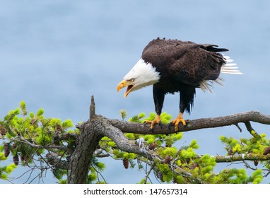 Bald Eagle Screaming, British Columbia, Canada