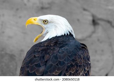 1,431 Eagle Scream Images, Stock Photos & Vectors 