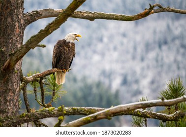 Bald Eagle screeching in a pine tree in Idaho - Shutterstock ID 1873020283