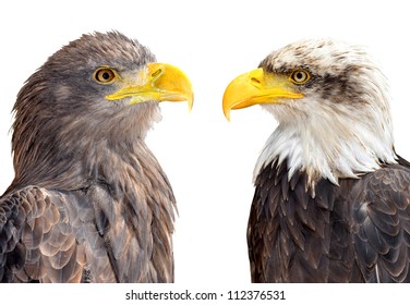Bald Eagle with Sea Eagle