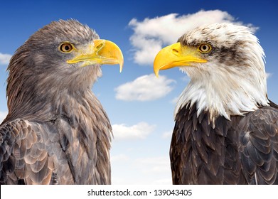 Bald Eagle with Sea Eagle