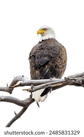 A bald eagle searches for its prey while perched on a dead branch. Isolated on a white background.