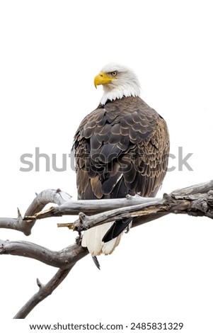 A bald eagle searches for its prey while perched on a dead branch. Isolated on a white background.