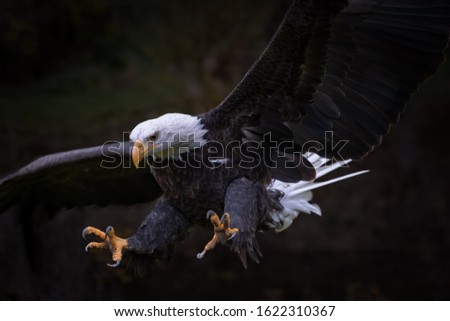 Bald eagle setting for landing