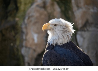 Bald Eagle in side position with a bokeh rock wall background.  Bald eagle in a rocky environment with fluffed white feathers on head. Predator bird in nature with grey rock background.