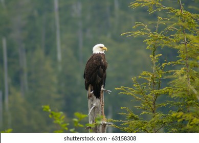 Bald Eagle At Sitka, Alaska