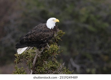 Bald Eagle sits in the tree  Newfoundland Canada
