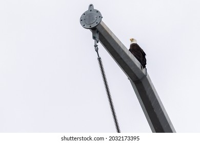 bald eagle sitting alone on telephone pole perch