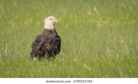 Bald Eagle sitting in the grass