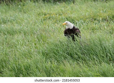 Bald eagle sitting in high green grass at McNeil River State Game Sanctuary and Refuge in Alaska