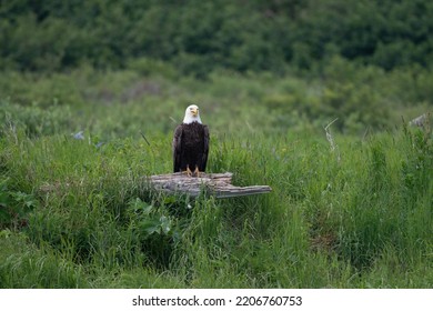 Bald Eagle Sitting In High Green Grass At McNeil River State Game Sanctuary And Refuge In Alaska