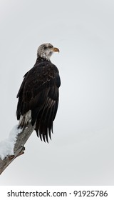 Bald eagle of  sitting on a branch of dead tree. Haliaeetus leucocephalus washingtoniensis.
