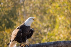 Bald Eagle Sitting On A Log