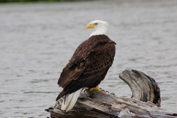 Bald Eagle Sitting On Log In River Perched And Watching