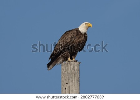 Bald Eagle Sitting on a Piling