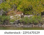 Bald Eagle Sitting on the Shore of a Ogishkemuncie Lake in the Boundary Waters in Minnesota