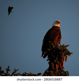 Bald eagle sitting on tree 