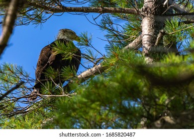 Bald eagle sitting in pine tree looking for fish